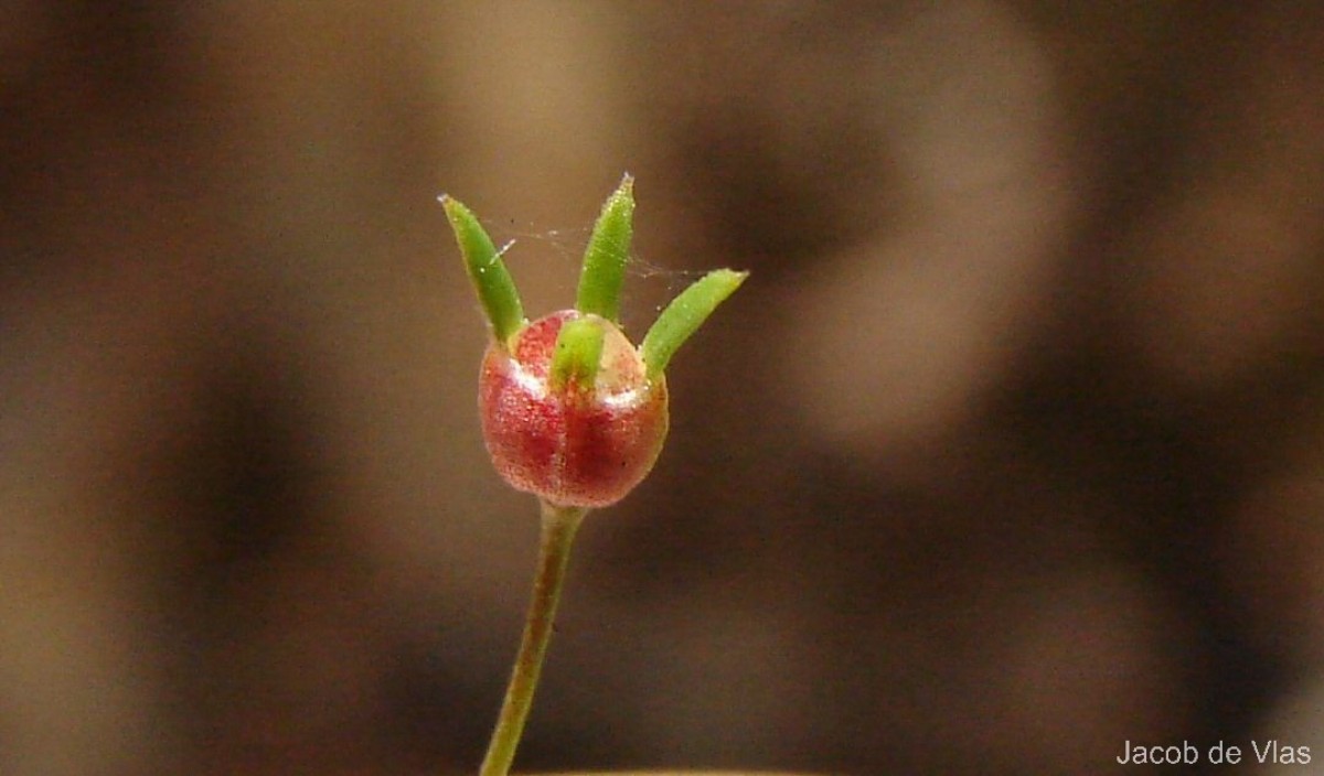 Oldenlandia herbacea (L.) Roxb.